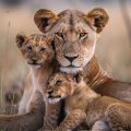 Baby lions - Πίνακας σε καμβά Baby lions - Πίνακας σε καμβά