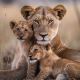Baby lions - Πίνακας σε καμβά Κάδρα / Καμβάδες