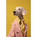 Dalmatian elegance - Πίνακας σε καμβά
