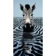Zebra reflections - Πίνακας σε καμβά Κάδρα / Καμβάδες