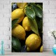 Fresh lemons - Πίνακας σε καμβά Κάδρα / Καμβάδες