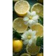 Lemon juice 1 - Πίνακας σε καμβά Κάδρα / Καμβάδες