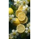 Lemon juice 2 - Πίνακας σε καμβά Κάδρα / Καμβάδες