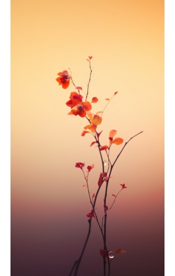 Blossom branch - Πίνακας σε καμβά
