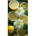 Lemon juice 1 - Πίνακας σε καμβά